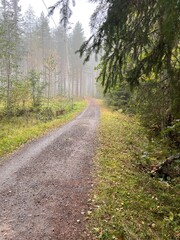 Foggy autumn forest path in Finland. autumn, fall, autumn forest, fog, mist, misty, foggy, Finland, Scandinavian, Nordic, landscape, nature, outdoor, path, trail, 