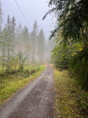 Foggy autumn forest path in Finland. autumn, fall, autumn forest, fog, mist, misty, foggy, Finland, Scandinavian, Nordic, landscape, nature, outdoor, path, trail, 