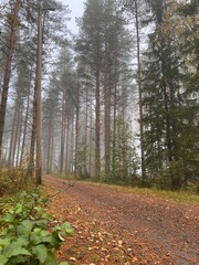 Foggy autumn forest path in Finland. autumn, fall, autumn forest, fog, mist, misty, foggy, Finland, Scandinavian, Nordic, landscape, nature, outdoor, path, trail, 