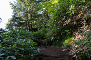 樹林帯を登る爽やかな登山　御嶽山