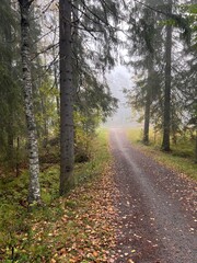 Obraz premium Foggy autumn forest path in Finland. autumn, fall, autumn forest, fog, mist, misty, foggy, Finland, Scandinavian, Nordic, landscape, nature, outdoor, path, trail, 