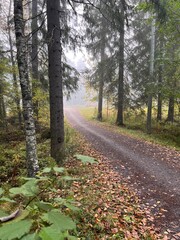 Foggy autumn forest path in Finland. autumn, fall, autumn forest, fog, mist, misty, foggy, Finland, Scandinavian, Nordic, landscape, nature, outdoor, path, trail, 