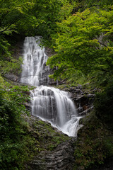 Fototapeta premium 緑の中の唐沢の滝 