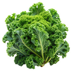 Bunches of vibrant green kale isolated on transparent background