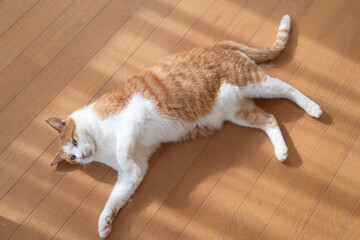 床に寝そべってくつろぐ可愛い猫　茶トラ白