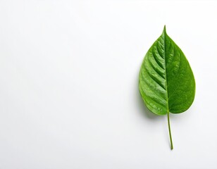 Single vibrant green leaf on a plain white background, minimal composition