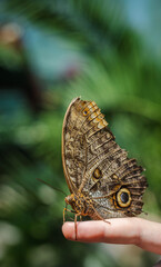 Fototapeta premium Macro of an owl butterfly perched on a person's finger with vivid details of eye spots and blurred tropical greenery in the background.