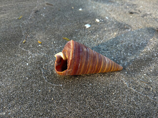 A close-up of a spiral seashell resting on black sand at the beach