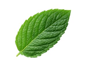 Close-up of a vibrant green mint leaf