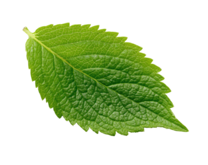 Close-up of a vibrant green leaf (4)