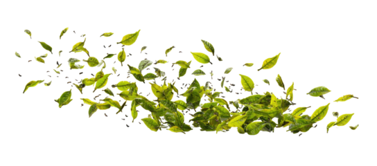 Abstract image of a vibrant, cascading arrangement of leaves