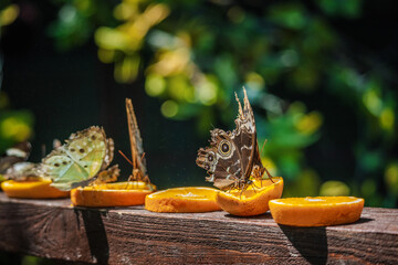 Several butterflies, including owl butterflies with eye-like wing patterns, feeding on fresh orange slices arranged on a wooden surface in sunlight.