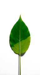 Green Leaf Macro Portrait