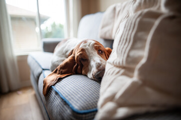 Tired household dog with long ears sleeping quietly on couch