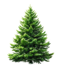 Fototapeta premium Green Christmas Tree