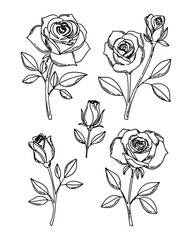 Set of vector roses. Sketch of drawn rose flowers. Trendy botanical elements of garden floral plants. Vector illustration of logo or tattoo