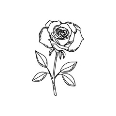 Set of vector roses. Sketch of drawn rose flowers. Trendy botanical elements of garden floral plants. Vector illustration of logo or tattoo