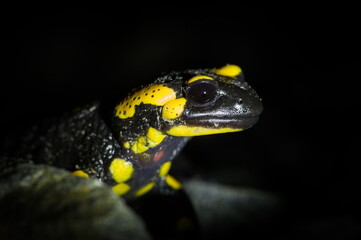 Fire Salamander (Salamandra salamandra) close-up portrait at night. Protected species in the Czech Republic.