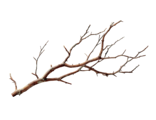 Dried Branch Illustration