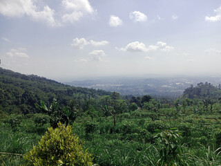 An elevated, sweeping view often found on a scenic drive or hiking trail, offering a breathtaking glimpse of a distant city. The photo emphasizes the natural border between the wild, thickly wooded sl