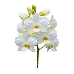 Fototapeta premium Dendrobium crumenatum (pigeon orchid) — “white fragrant Dendrobium flowers appearing suddenly after rain.”