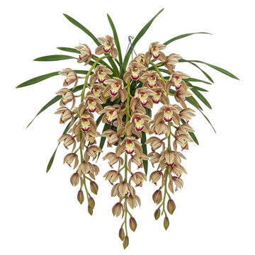 Cymbidium aloifolium &mdash; &ldquo;pendulous sprays of maroon-striped Cymbidium flowers, tropical hanging effect.&rdquo;