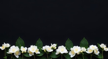 Delicate white jasmine flowers and green leaves arranged along a dark background, creating a floral border.