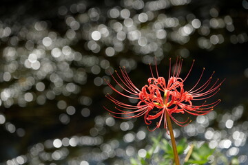 水辺の彼岸花