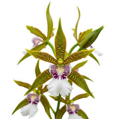 Obraz premium Brassia arcuigera — “very large spider orchid with exaggerated long petals.”