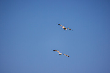 Two seagulls soaring in a clear blue sky with wings spread wide, captured in mid-flight.