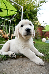 Kleiner süßer, golden Retriever Welpe. Reinrassiger golden Retriever vom Züchter.