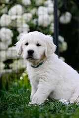 Junger Golden Receiver ist in einem Zwinger kurz. Junger süßer Hund mit weißen Fell.