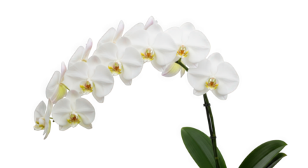 Phalaenopsis aphrodite — “pure white moth orchid, delicate rounded petals, graceful arching spike.