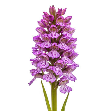 Orchis militaris (military orchid) &mdash; &ldquo;helmet-shaped purple-pink orchids in clustered inflorescence on grassy slope.&rdquo;