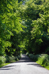 The sun casting shadows down a country lane, through and avenue of Lime Trees with Cow Parsley hedgerows