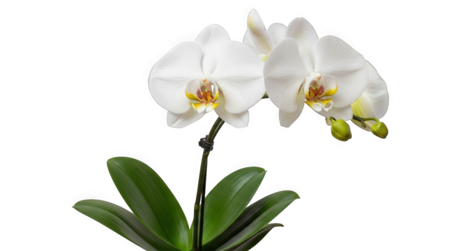 Phalaenopsis amabilis — “moth orchid with large, flat white petals and a soft yellow-pink throat, glossy green leaves.”