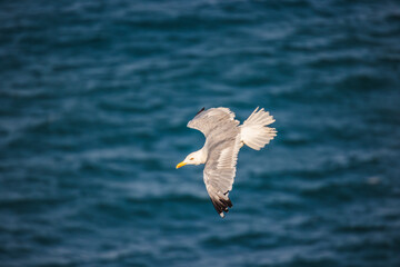A seagull in flight with wings fully extended, gliding over the deep blue sea on a sunny day.