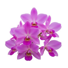 Obraz premium Laelia anceps — “bright pink-lavender Laelia with rounded sepals and orchid house backdrop.”
