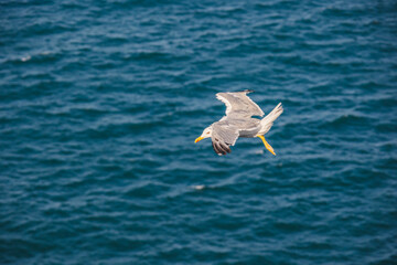 A seagull with outstretched wings glides over the deep blue sea, its yellow beak and legs visible against the water background.