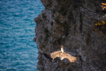 Wild seagull soaring near a rugged cliff over the deep blue sea, wings fully extended in flight.