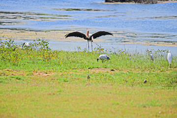 A large Painted Stork with wings outstretched dominates the foreground of a wetland scene, while a smaller Ibis forages nearby amidst lush green grass and shallow water.