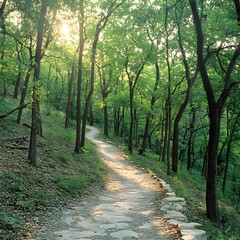 Fototapeta premium Serene Winding Forest Path Sunlight Trees Nature Trail