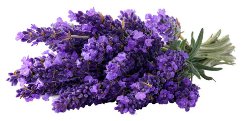 Close-up of a bunch of vibrant purple lavender flowers (1)