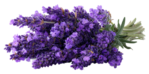 Close-up of a bunch of vibrant purple lavender flowers (1)