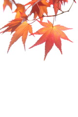 鮮やかに色づいたカエデの葉のクローズアップ　白背景