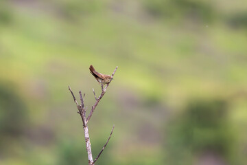 Broad-tailed Grassbird (Schoenicola platyurus)— A fleeting whisper of monsoon grass, gone before the eye can follow.