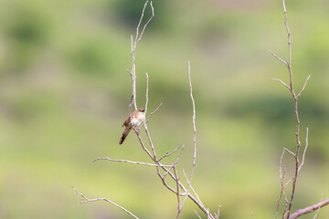 Broad-tailed Grassbird (Schoenicola platyurus)— A fleeting whisper of monsoon grass, gone before the eye can follow.