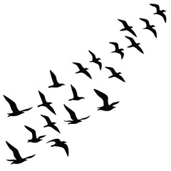 A dynamic flock of birds soaring in the sky, , showcasing the beauty of avian migration