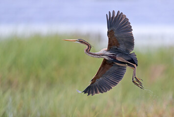 Flying free: purple heron crossing the wetland (Ardea purpurea, Purple Heron, Garza imperial)