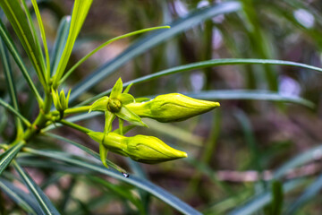 Fruit of the Cascabela thevetia is a poisonous plant native throughout Mexico and in Central America, and cultivated widely as an ornamental em um jardim no Brasil